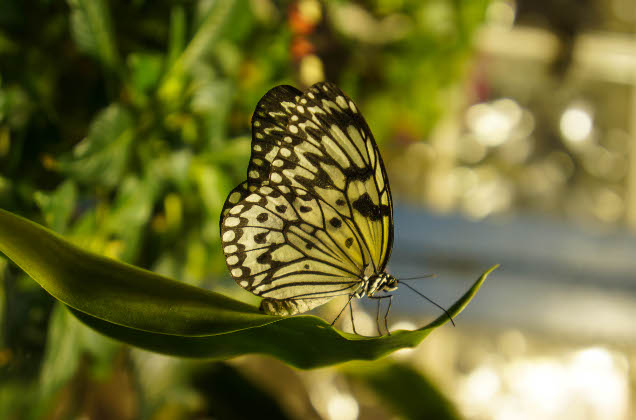 http://www.ansp.org/~/media/Images/ans/visit/exhibits/butterflies/butterfly2015-1-636.ashx?la=en&hash=367C88FAD063EFDFCD60B85C96BB05F110C39311